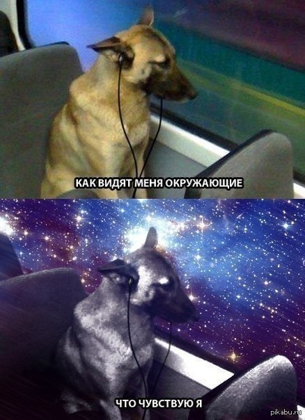Какой меня видят окружающие. Собака в космосе Мем. Как меня видят окружающие. Мемы про окружающий мир. Как увидеть себя как видят окружающие меня.