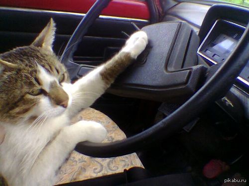 Кот ща. Котик за рулем Мем. Кот за рулем анимация. Кот за рулем москвича.