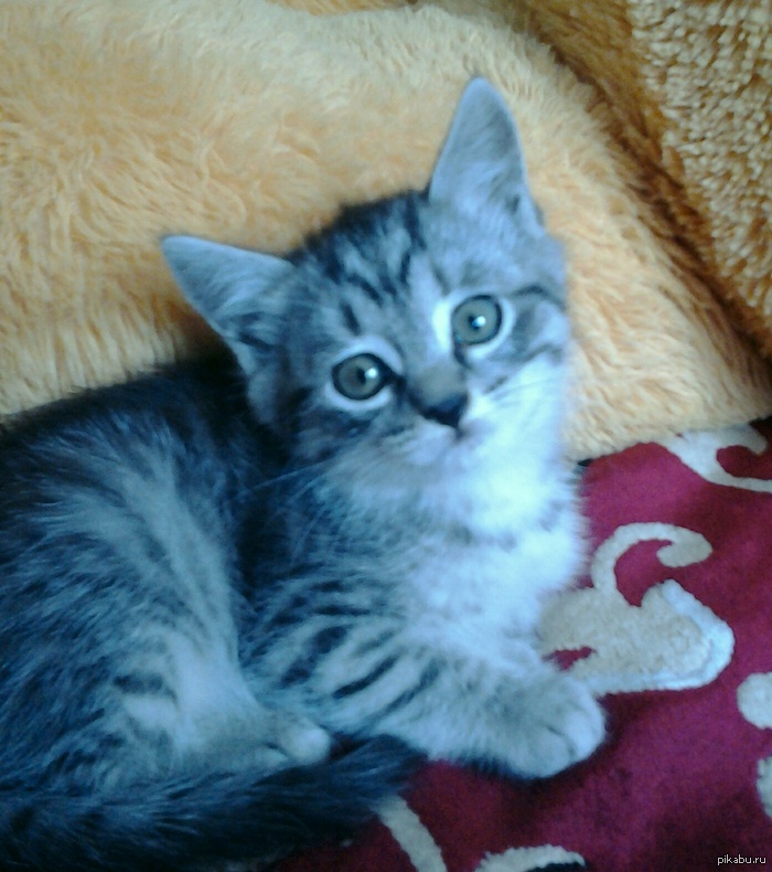  ,    ( )     ^^      )