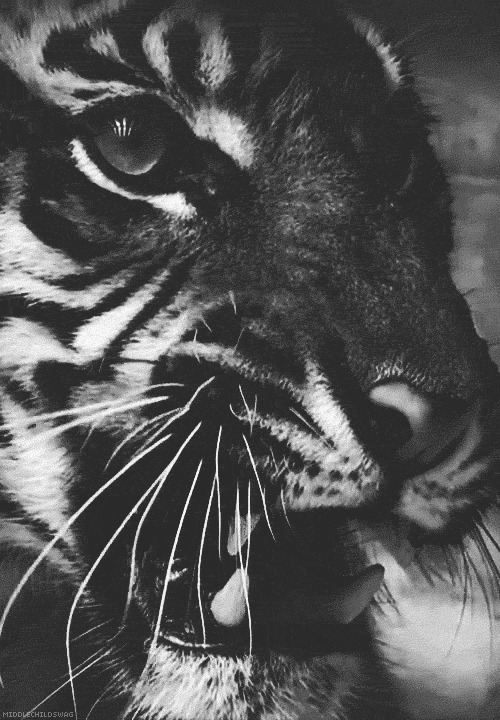 Тигр рычит черно белый