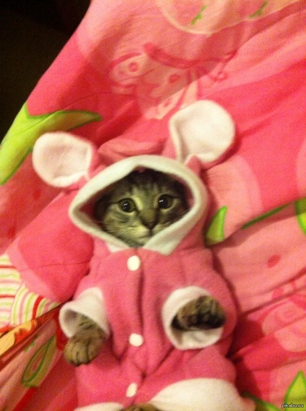 Не обижайте наших котов))))