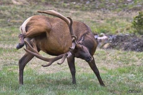 So that's why they have horns! - NSFW, Deer, Horns, Deer