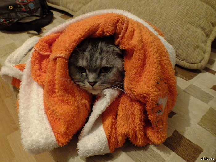   ...  - ,    ,  , ,     .