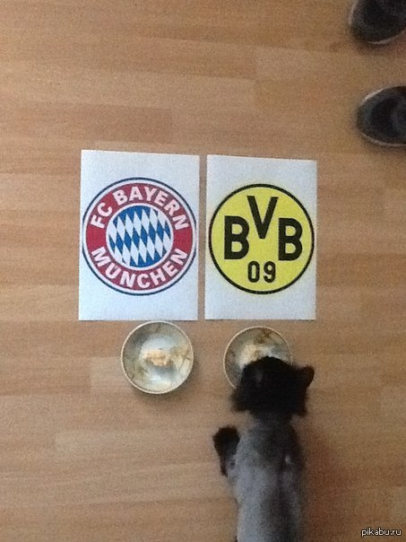 Кошка "Пауль"