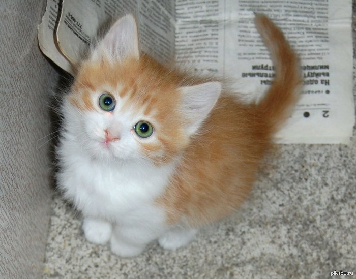 (���� �� ���) ��������� ��������������� ��� �����