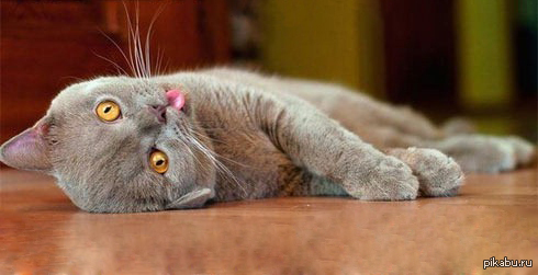 ������ �������