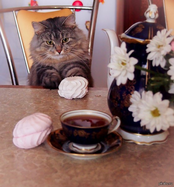 Чаепитие с котэ