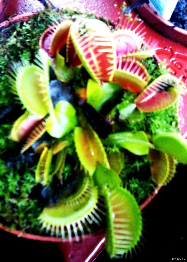 ������� ���� �������