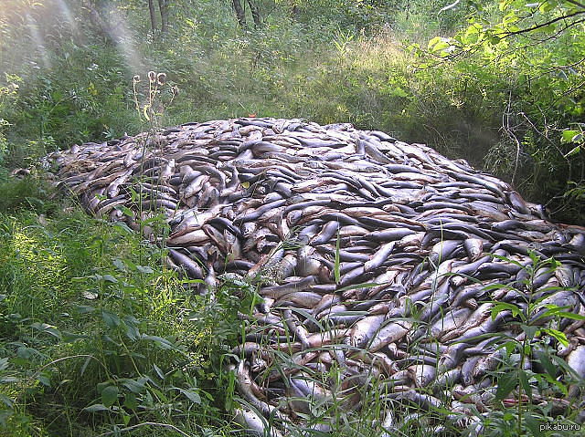 Poaching in Sakhalin - Poachers, A fish, Caviar
