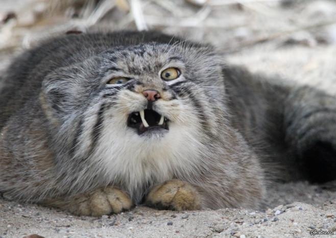 Мое лицо, когда преподаватель говорит, что я не допущен к экзамену