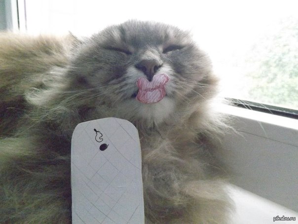 Кот с айфоном мем