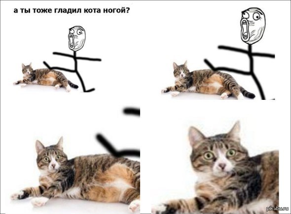 Котик в шоке)))