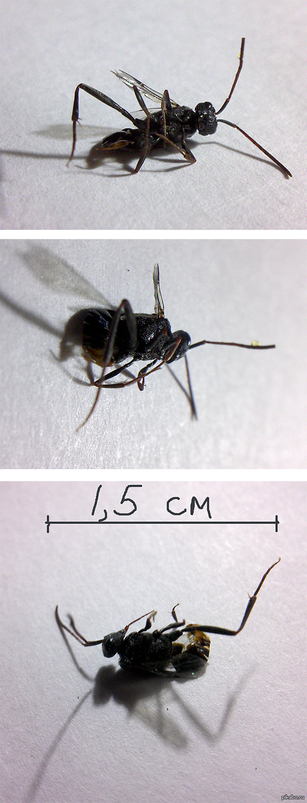 Что за неизвестный зверь?