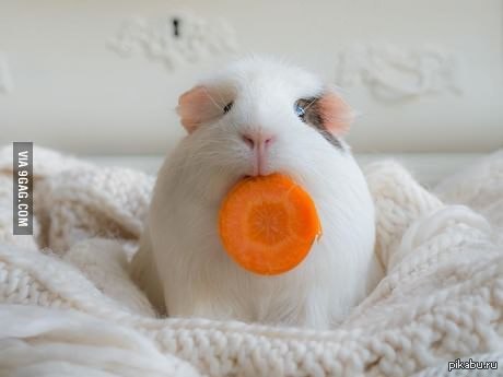 морская свинка