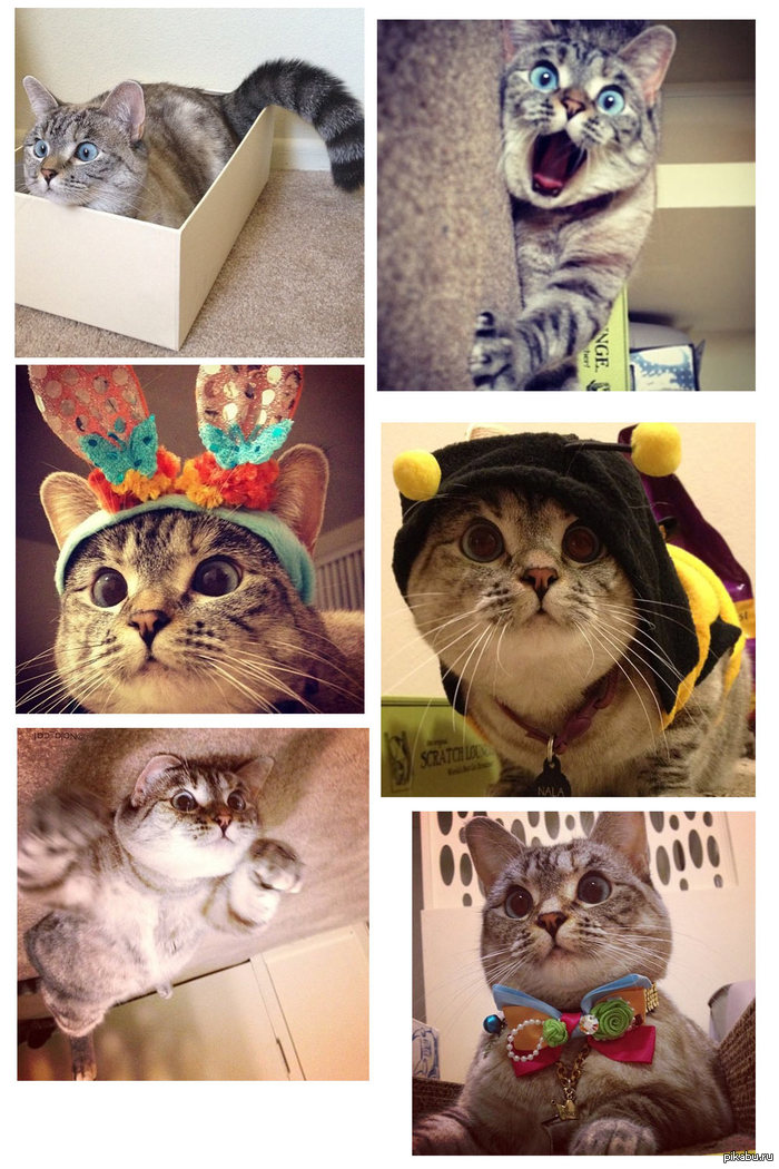 Nala_cat
