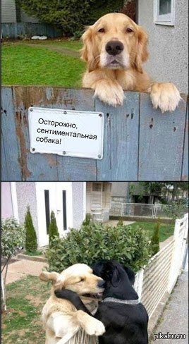 Собаки | Пикабу