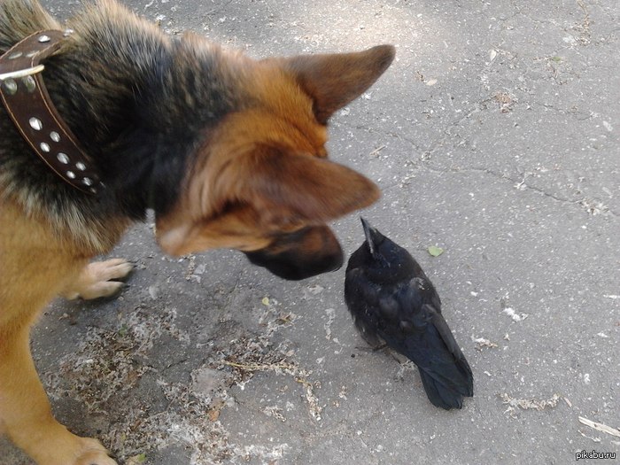 Брутальность вороны зашкаливает