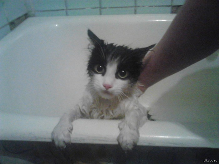 Мой кот .____.