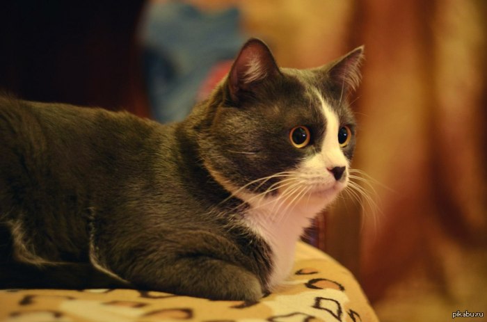 ���� ��������� �������...