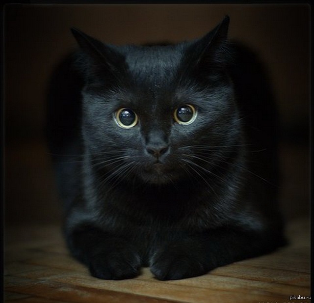 Черный котик арт - 72 фото ★ витамин-п-байкальский.рф