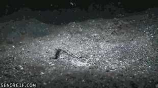 Что случилось с рыбкой???