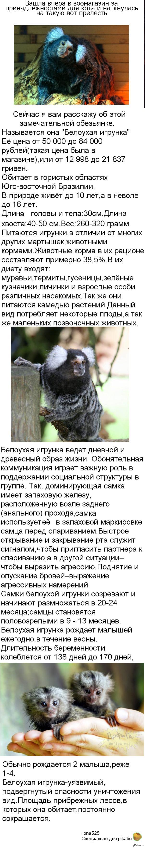 �������� �������