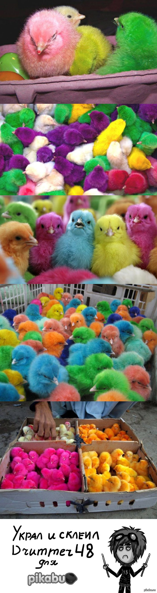 Цветные живые цыплята