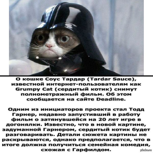 Grumpy Cat