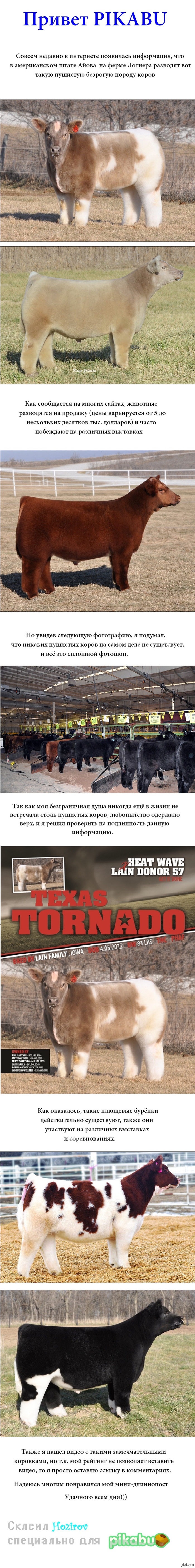 Плюшевые коровы из Айовы.