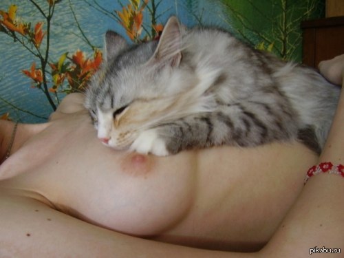 Two in one - NSFW, Boobs, cat