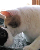 Все мы любим ласку*-*