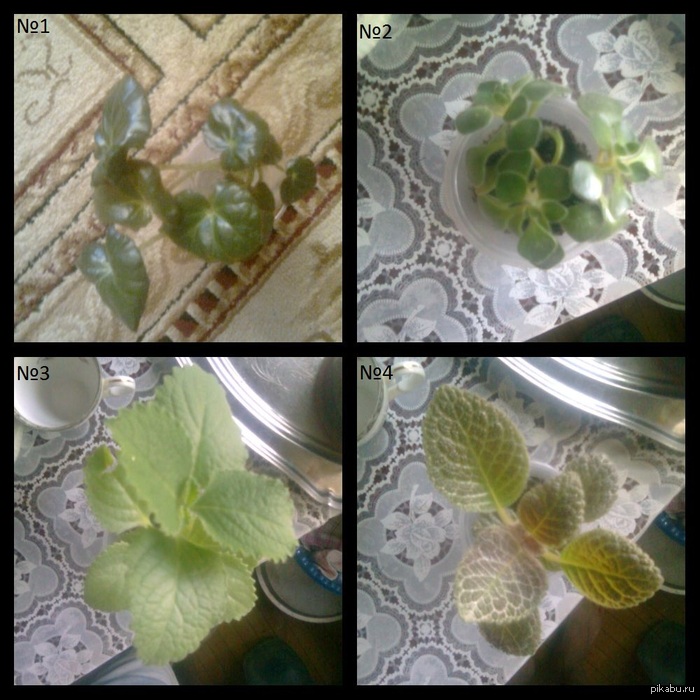 Что это за цветы?