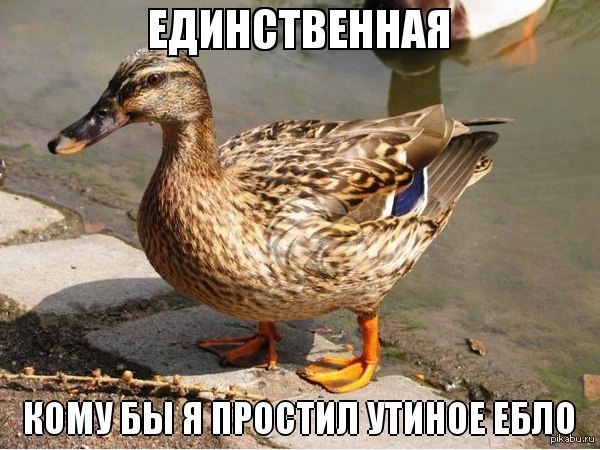 утка ! | Пикабу