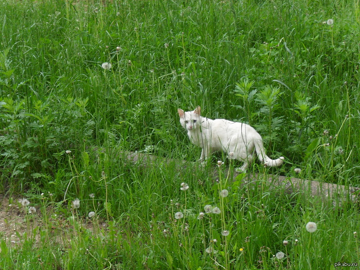 ����� ����