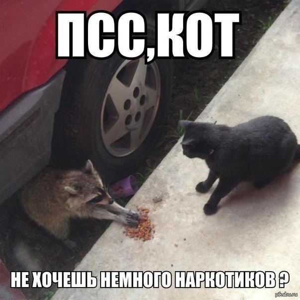 Псс, кот)) | Пикабу