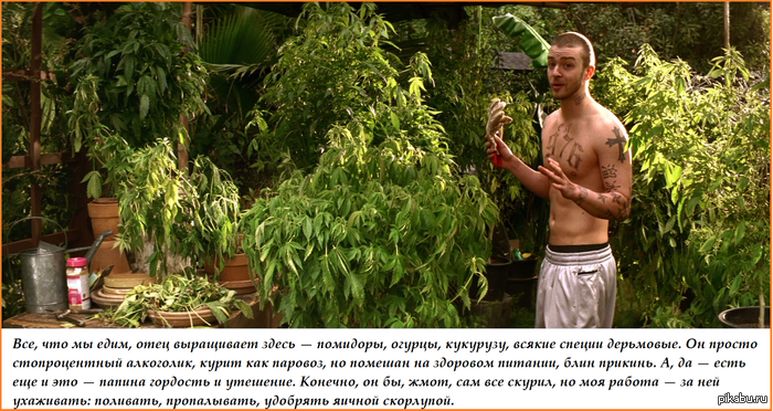 Альфа Дог