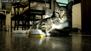 Принеси мне еды раб!!!!