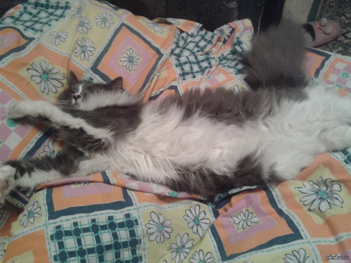 Казалось бы при чем тут патрик