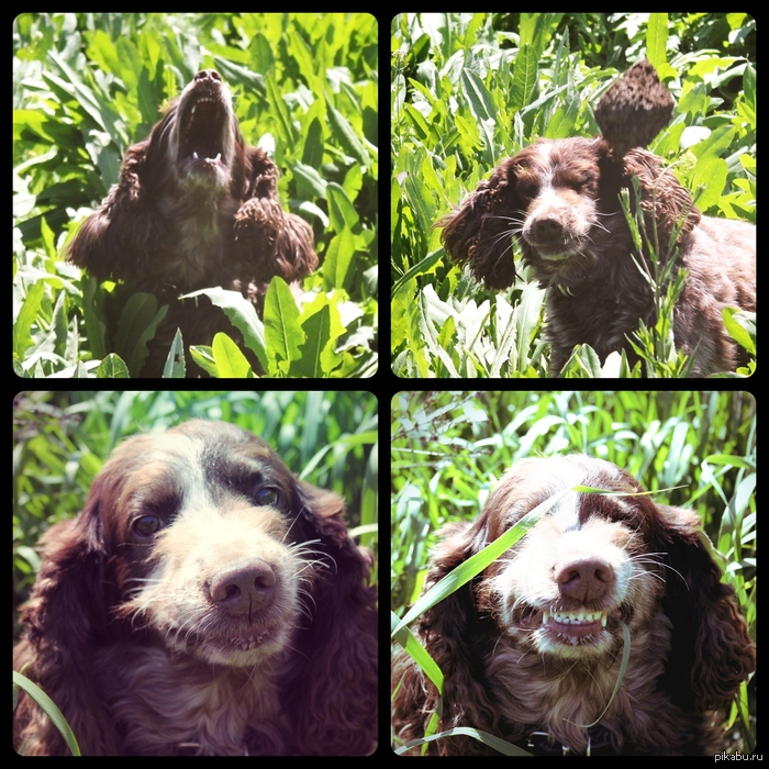 smiley dog:3 - My, Dog, Dog, Manure, Dacha, Smile