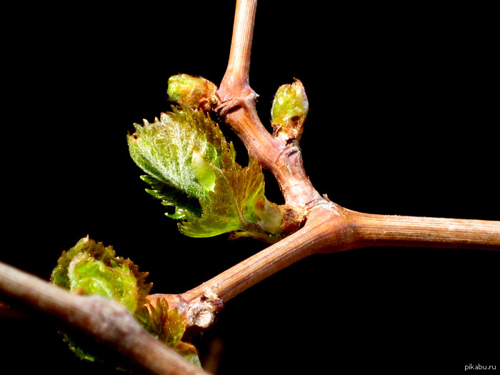 Лист винограда | Пикабу