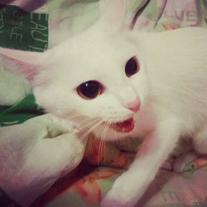 ���� ���