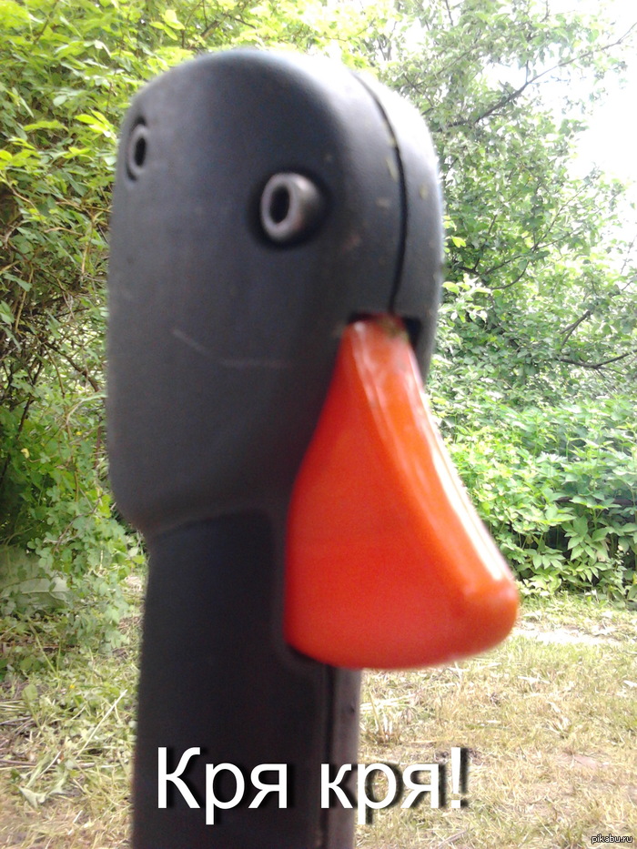 Quack quack... - My, Stubbornness, Duck O__o, Trimmer