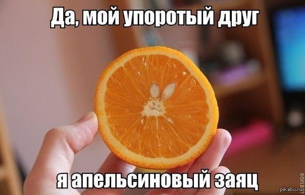 Я апельсиновый ЗАЯЦ!!!)) | Пикабу