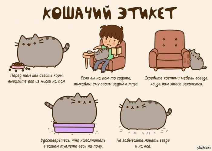 Кошачий Этикет.