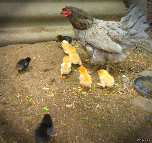 ��������! �������� ���� ����������� ��������� ����� � ��������!!!