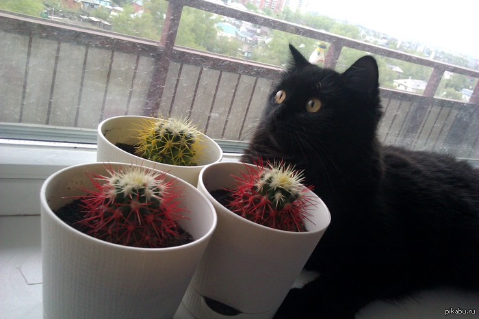 ����� ������� � ���������� ��������)