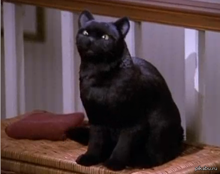 Do you remember him? - cat, Sabrina, Small, Witches, Small