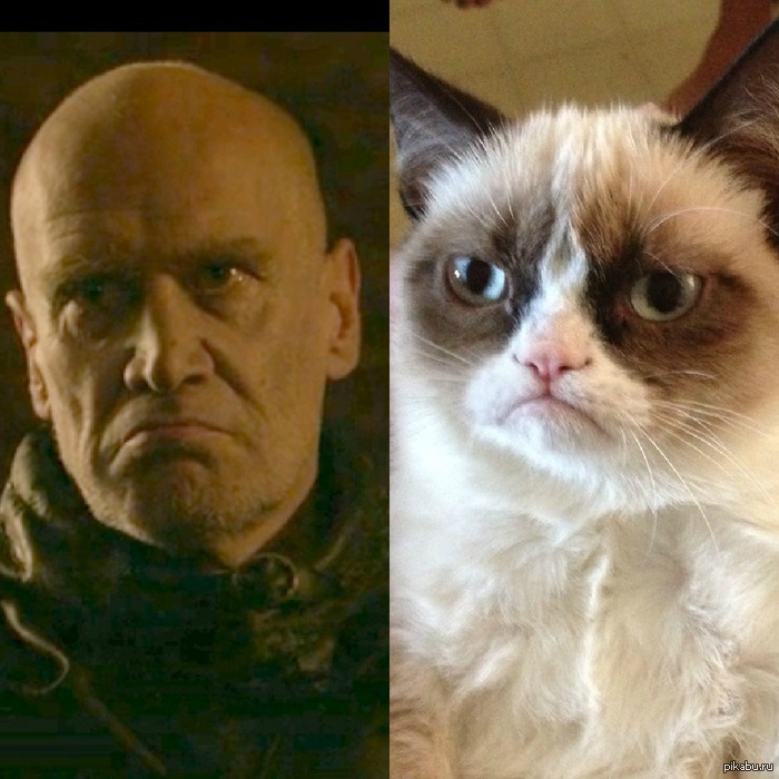 Схожесть Сира Илина Пейна и Грустного кота