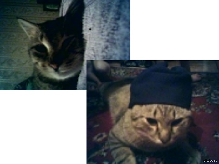 В память о своём самом любимом коте - Кузе.... 2001-200?