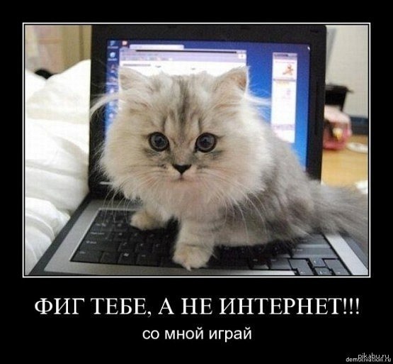 Котэ негодует